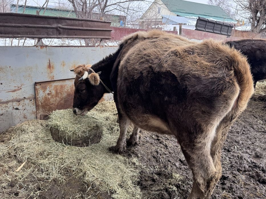 Алатау сиыр сатылады