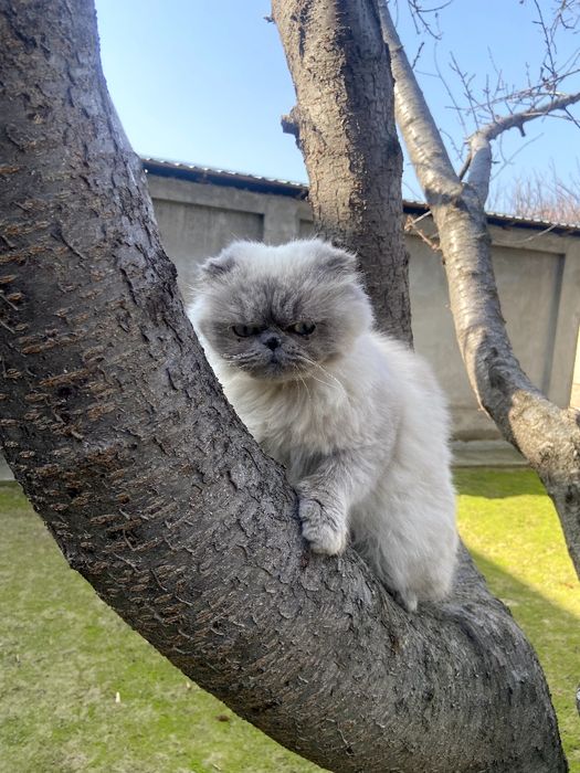 Skotish fold blue poind (haylandi)