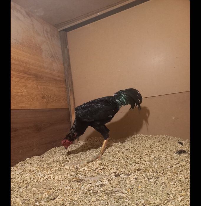 Тулек сатылад 1,5 жылдык