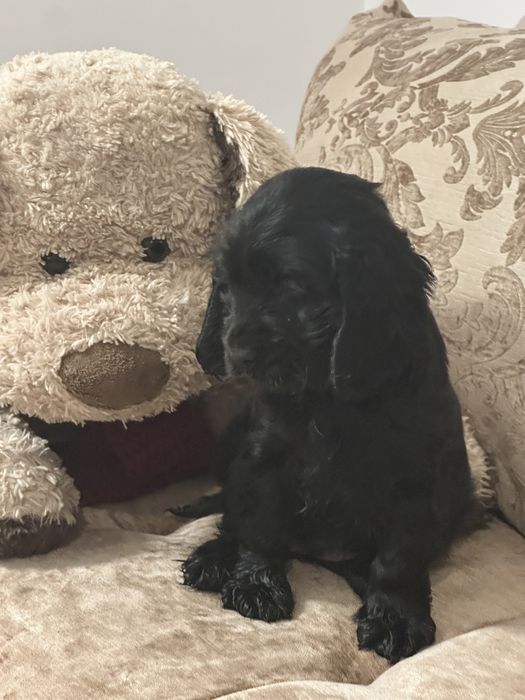 De vânzare fetiță Cocker Spaniel – 2 luni