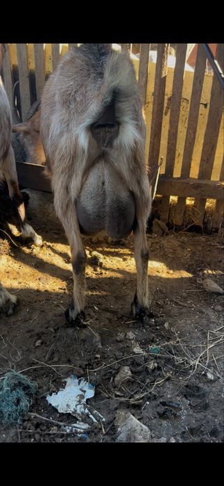 Capre de rasa grozave de lapte