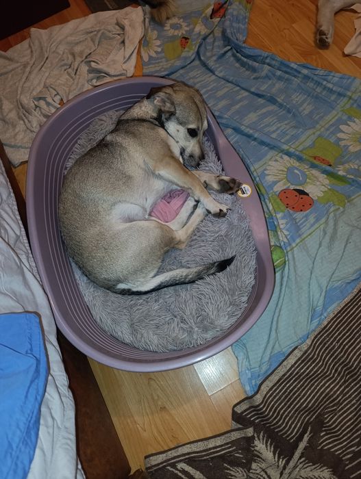 Cățelușa talie mica metis spre adopție