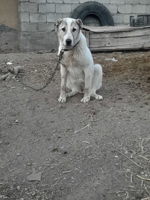 Ұрғашы күшік сатлады