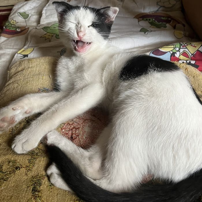 Мысык  веселухаа