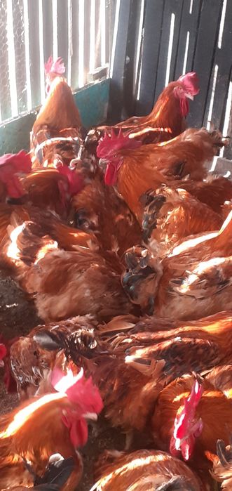 Cocoși de vânzare Găini porumbace, Pui rasa mixta. Ofertă
