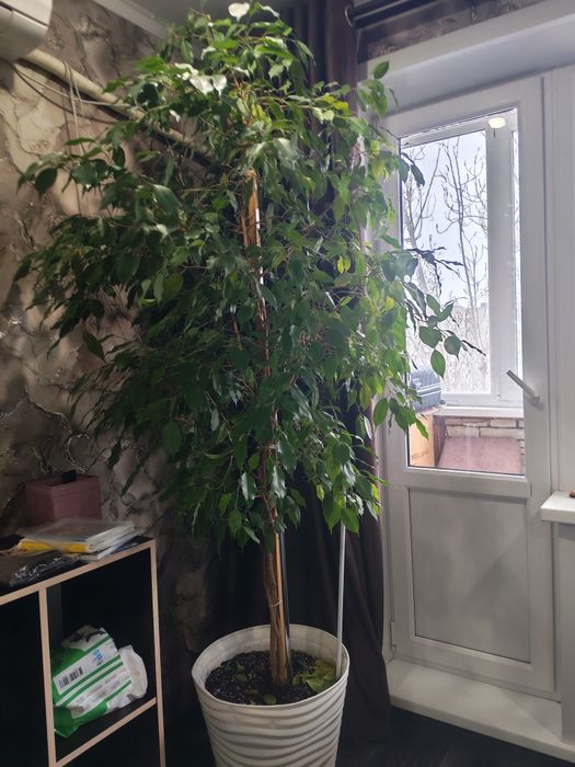 Продам фикус бенжамина