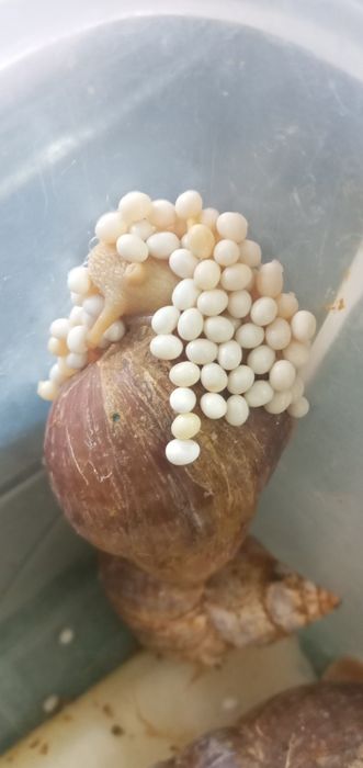 Ултитка срочна сотиладт