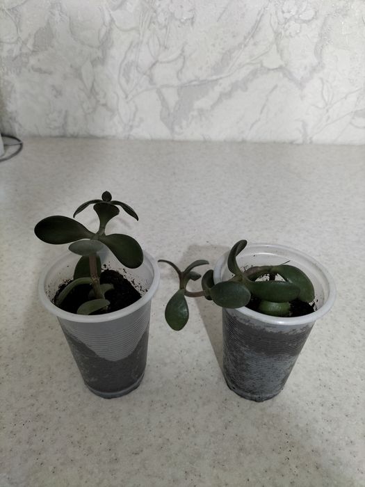 Красивые комнатные цветы