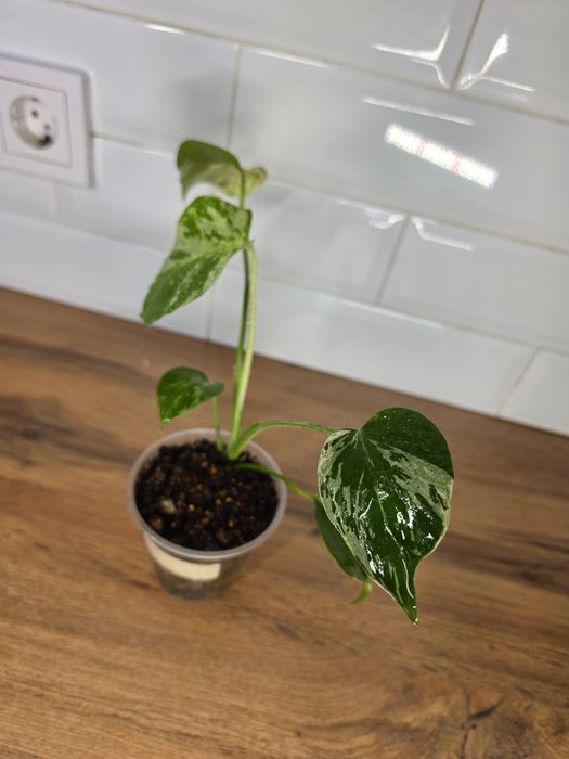 Монстера Бульбазавр (Monstera Bulbasaur)