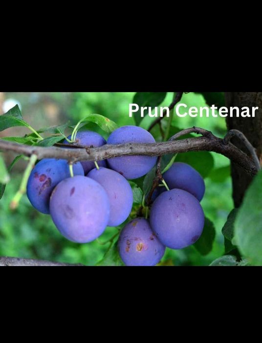 Pomi fructiferi disponibili