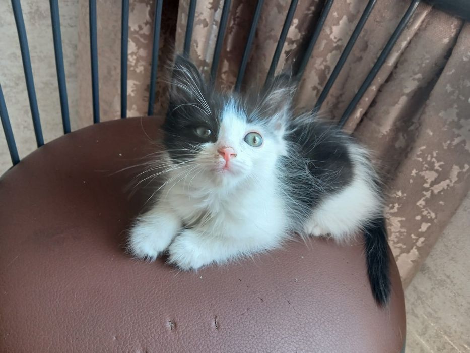 Отдам котенка мальчика