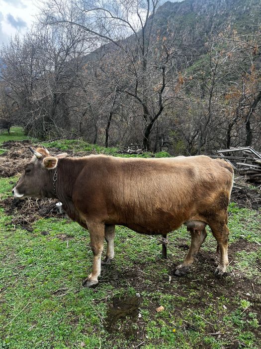 Продам молочный корову