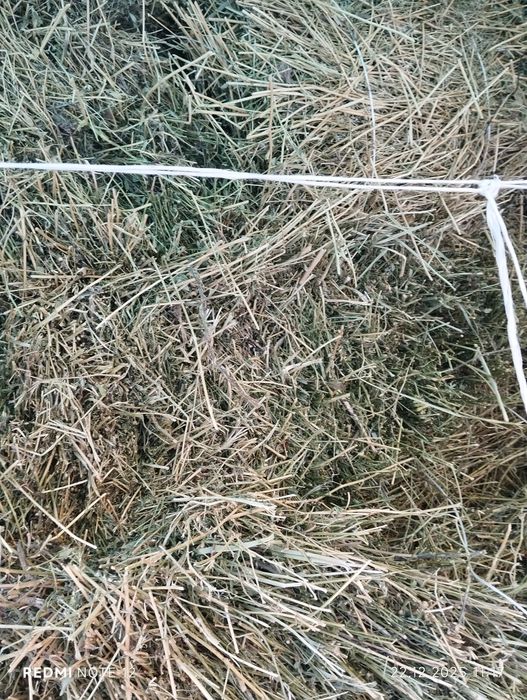 Таза жонышка сатамын