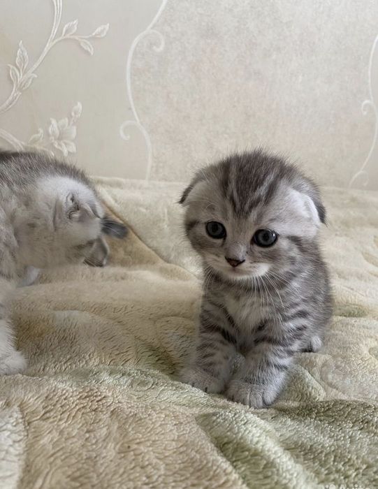 Шотландские Вислоушки