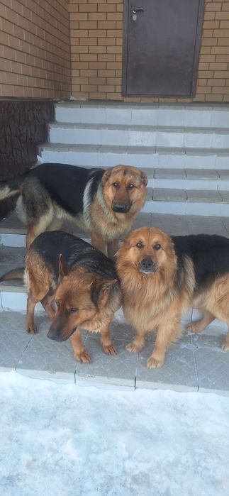 Отдам в хорошие руки овчарку