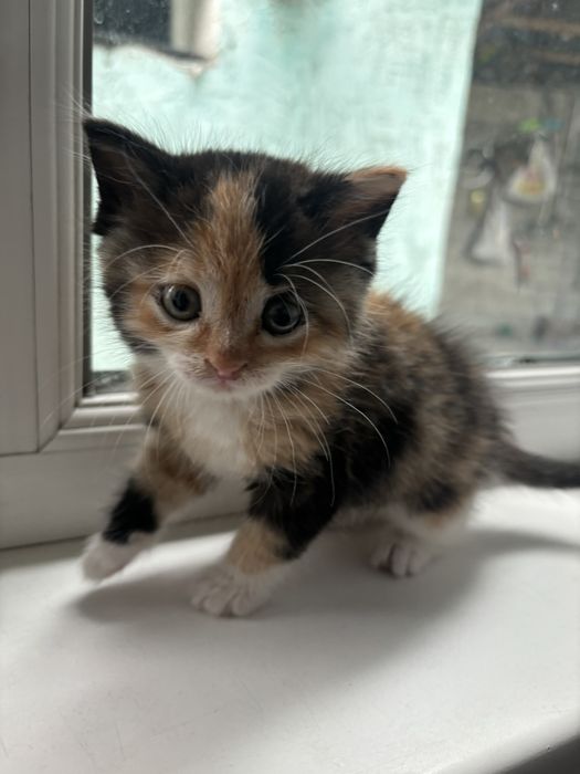 Отдам красивую кошечку