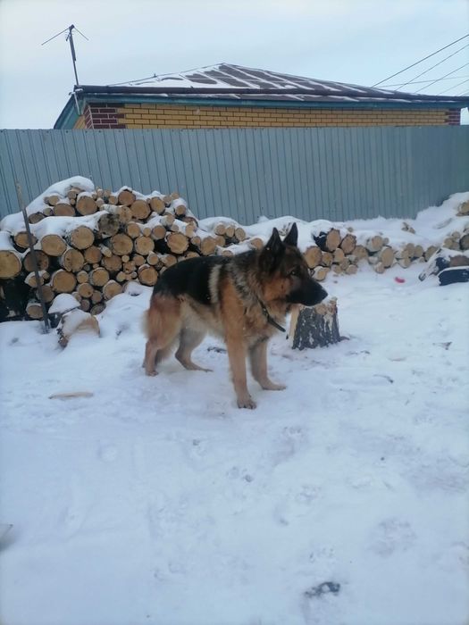 Вязка кабель немец