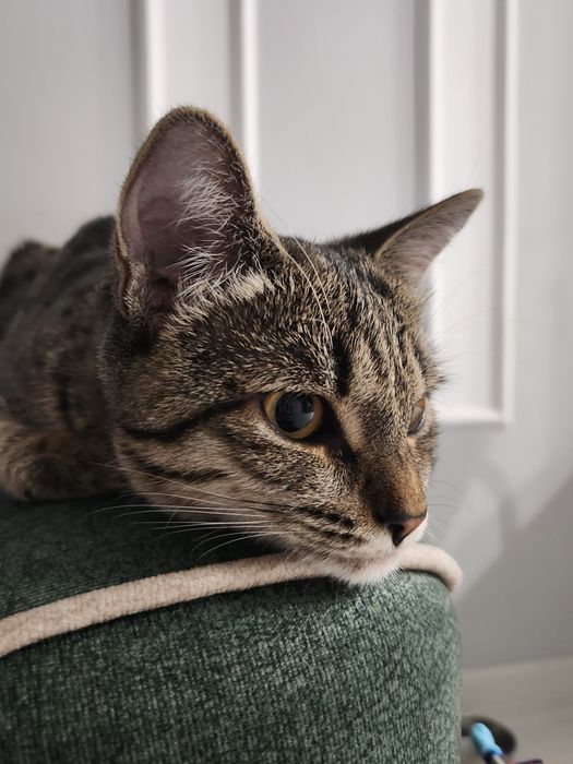 Котёнок девочка 8-месячная в хорошую семью