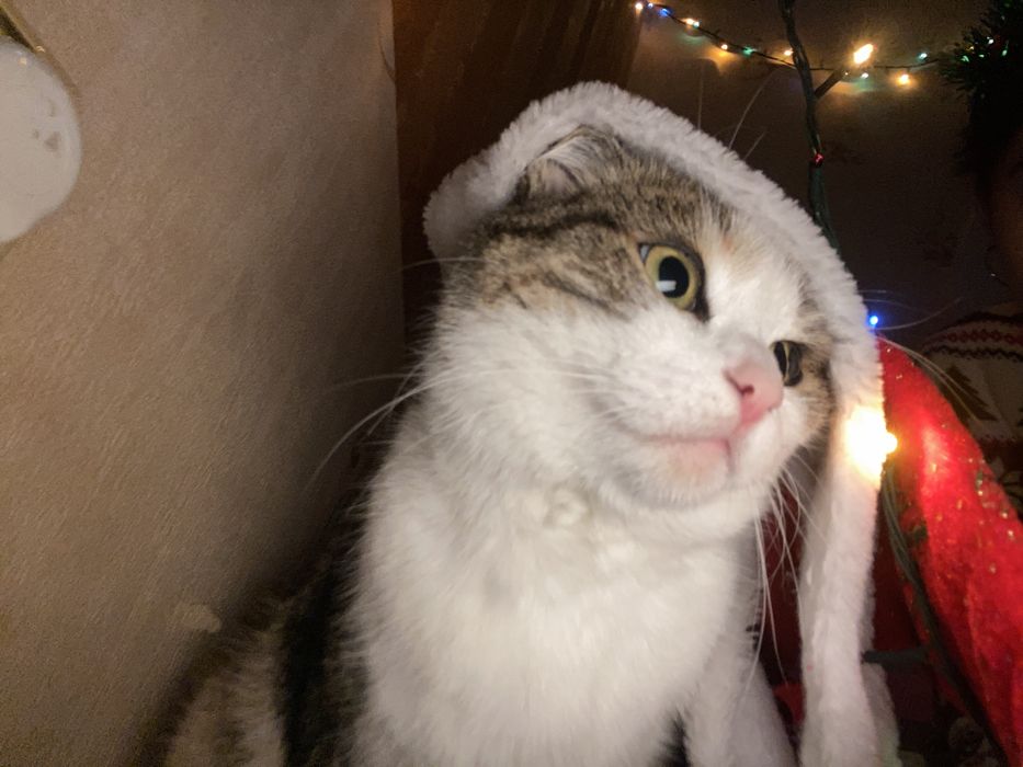 отдам кошку бесплатно
