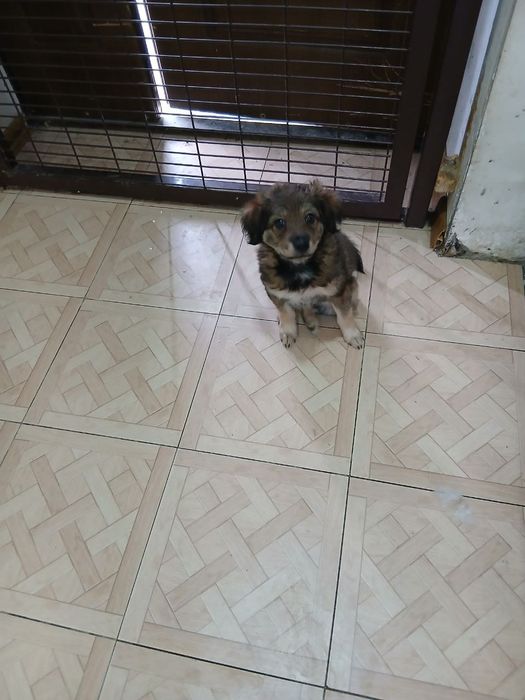 Собака бесплатно