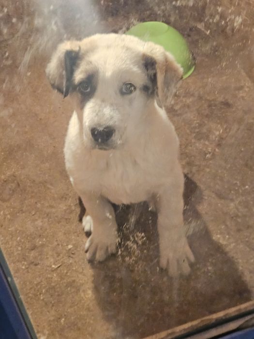 Шенок алабай девочка