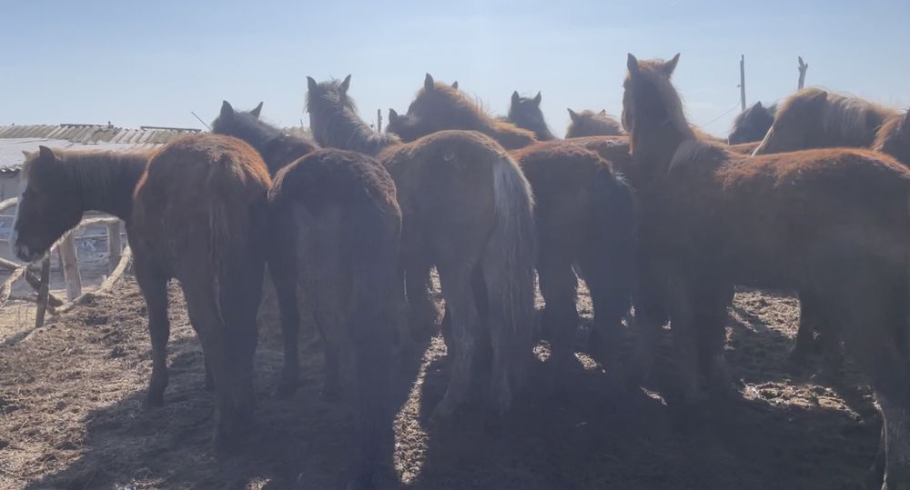 Еркектер 20 бас/жеребчики 20 голов
