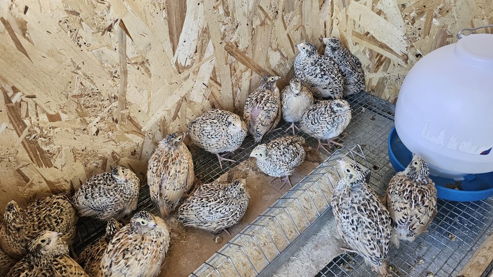 Prepelite jumbo de vanzare