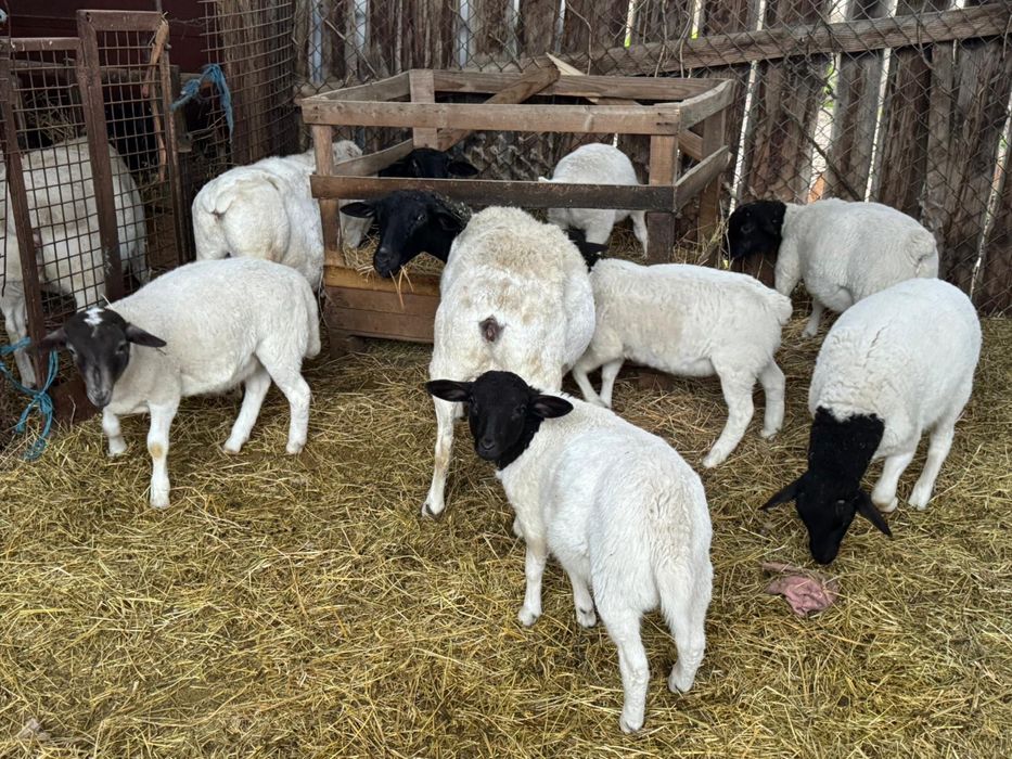 Vand berbecuti dorper