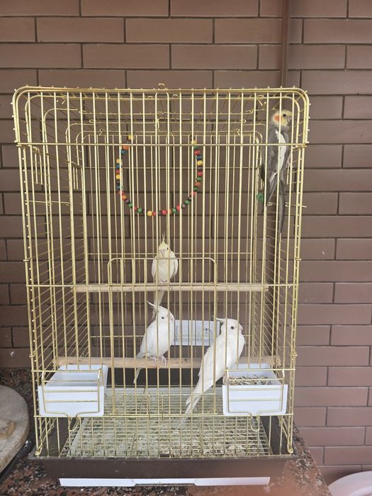 4 ta Korella qushlar savati bilan