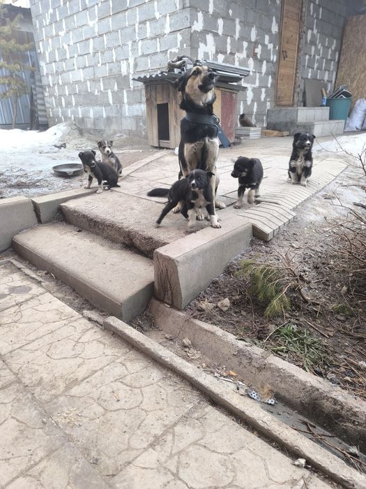 Отдам щенков бесплатно