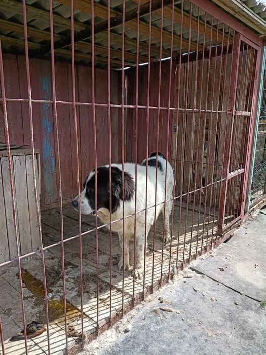 Продам алабая чистокровны