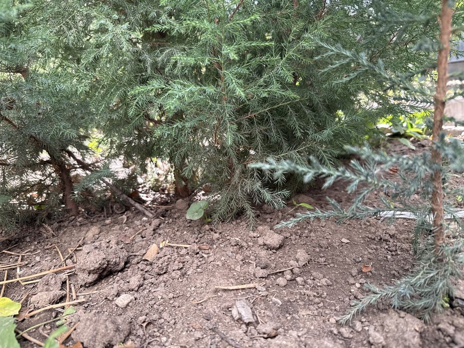 Можевильник молоденький