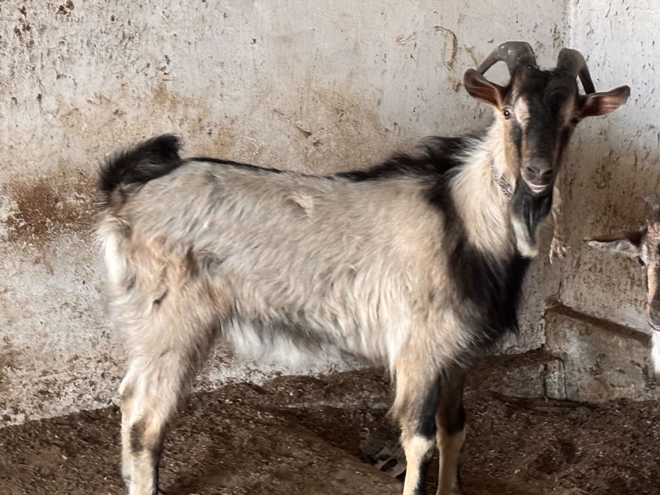 Продается теке (козел) занен