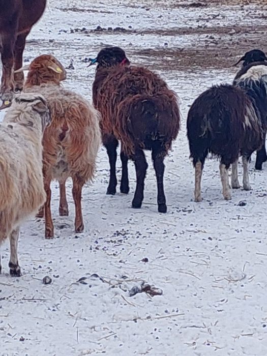 Продам баранов (овцематки)