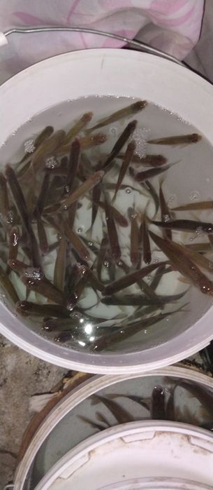 В продажи живец на