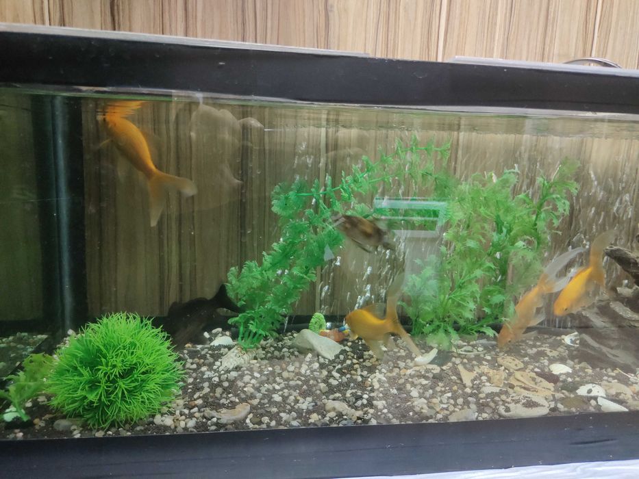 Камета золотая рыбка