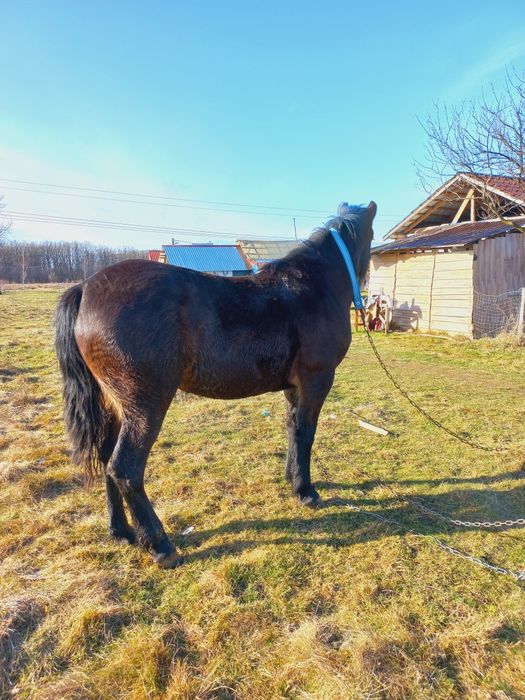 Vând iapă cu acte în regulă de 1 an și 8 luni