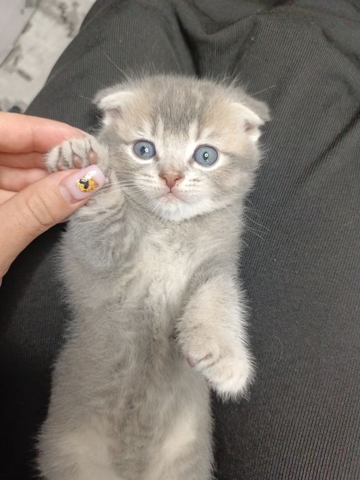Вислоухие котята