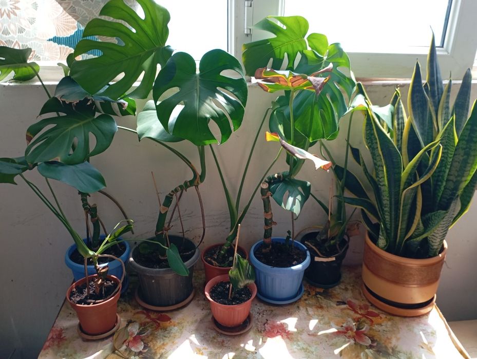 Продам комнатные растения