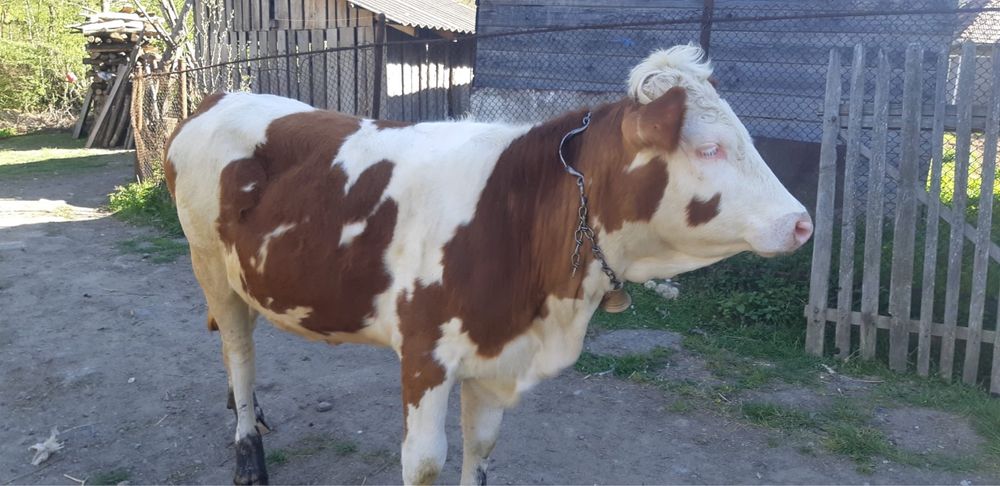 Vând vițea de 10 luni bălțată românească