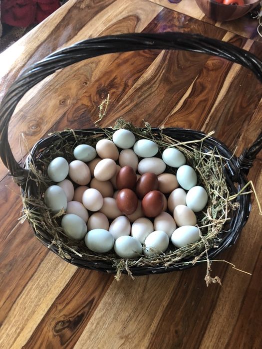 Oua de la 8 lei pentru  incubat si incubatoare pui automate!