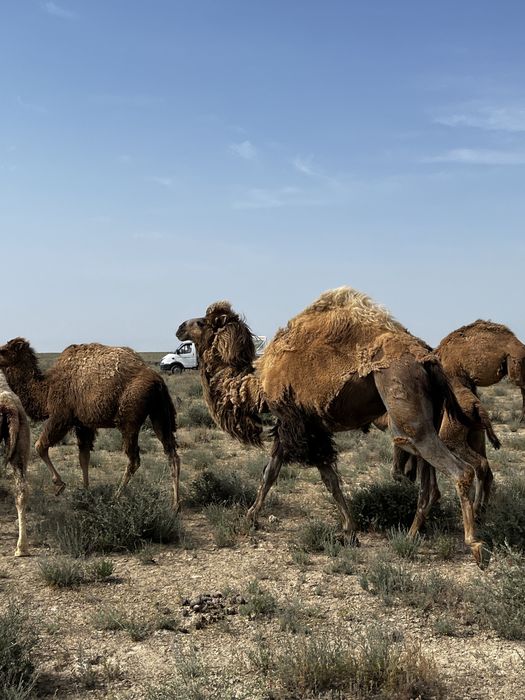 Түйелер сатылады!