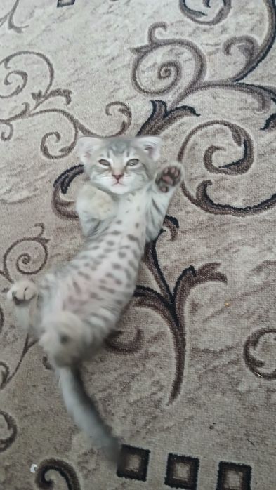 Котёнок шотланский веслоухий