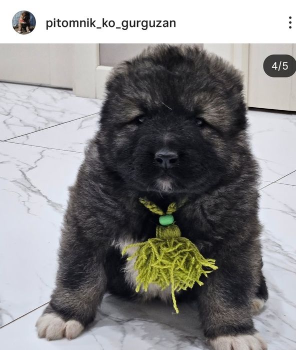 Продаю щенков Кавказская овчарка