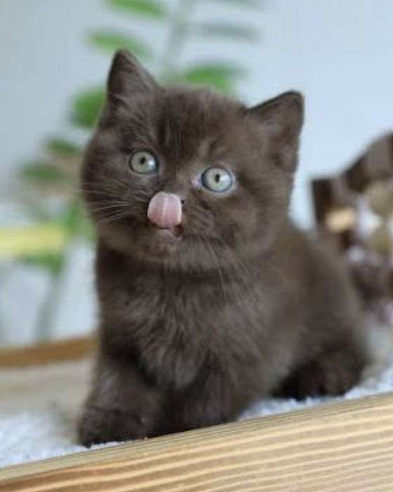 Котята чистокровные