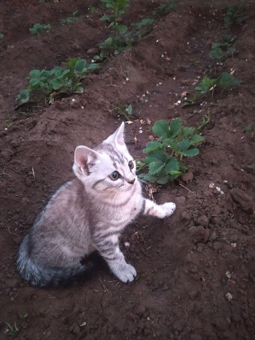 Отдаём котёнка в добрые руки 

Милая кошечка ищет любящую семью. Оч