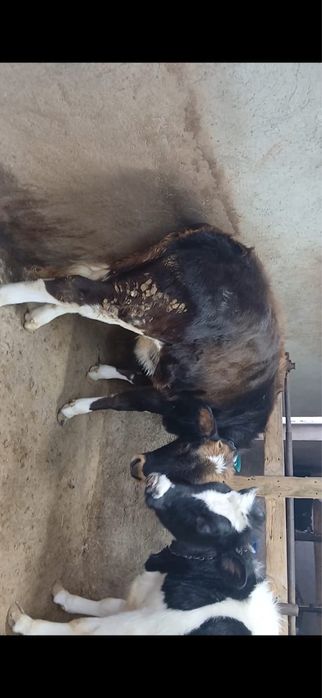 Урғашы сатылады 1 жасар үшеуі бар