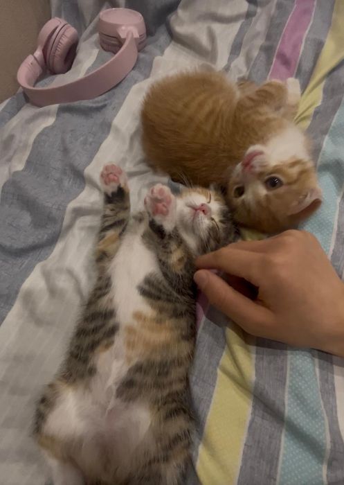 Котята в добрые руки