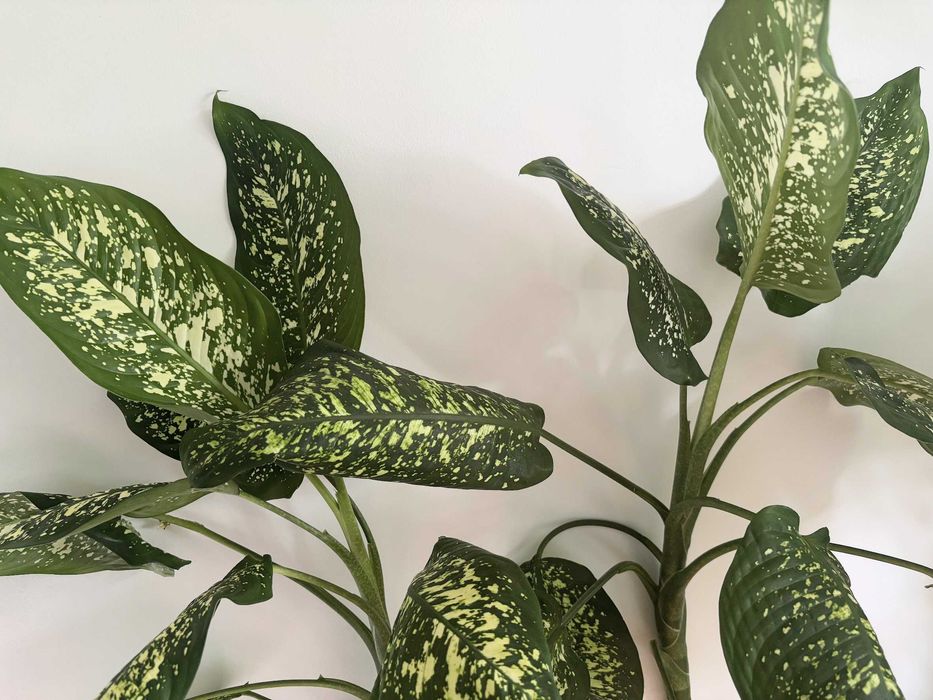 Продам диффенбахию