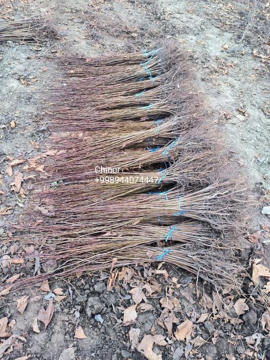 Саженцы оптом и в розницу